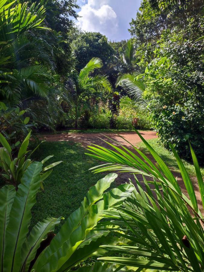 Sigiri Sandilu Homestay Sigiriya Exterior foto