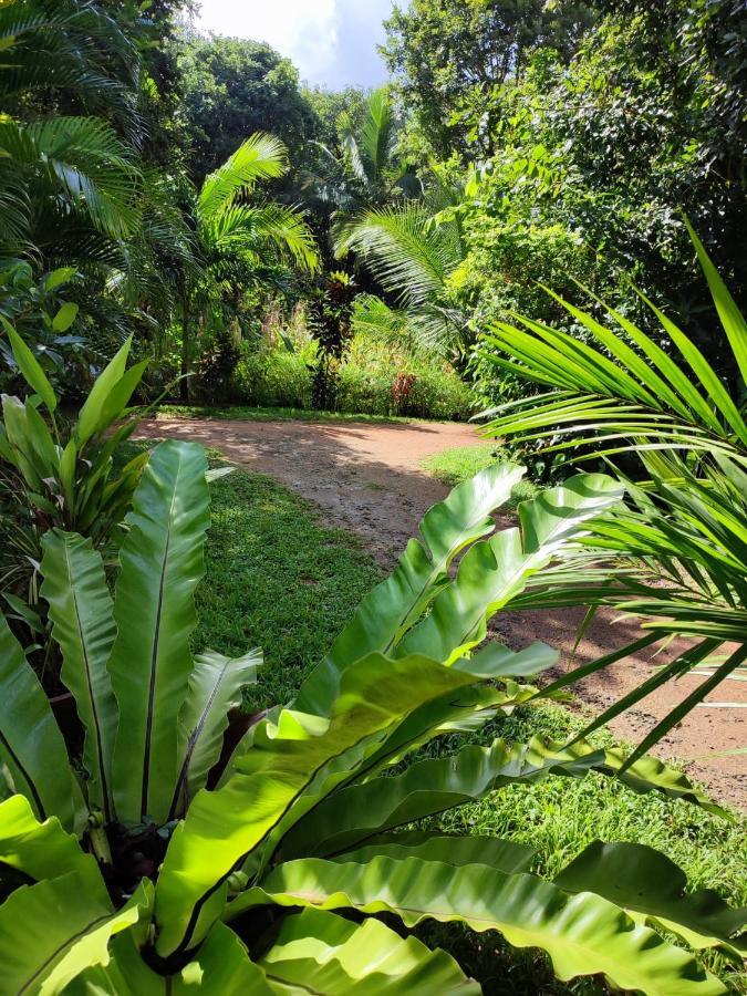 Sigiri Sandilu Homestay Sigiriya Exterior foto